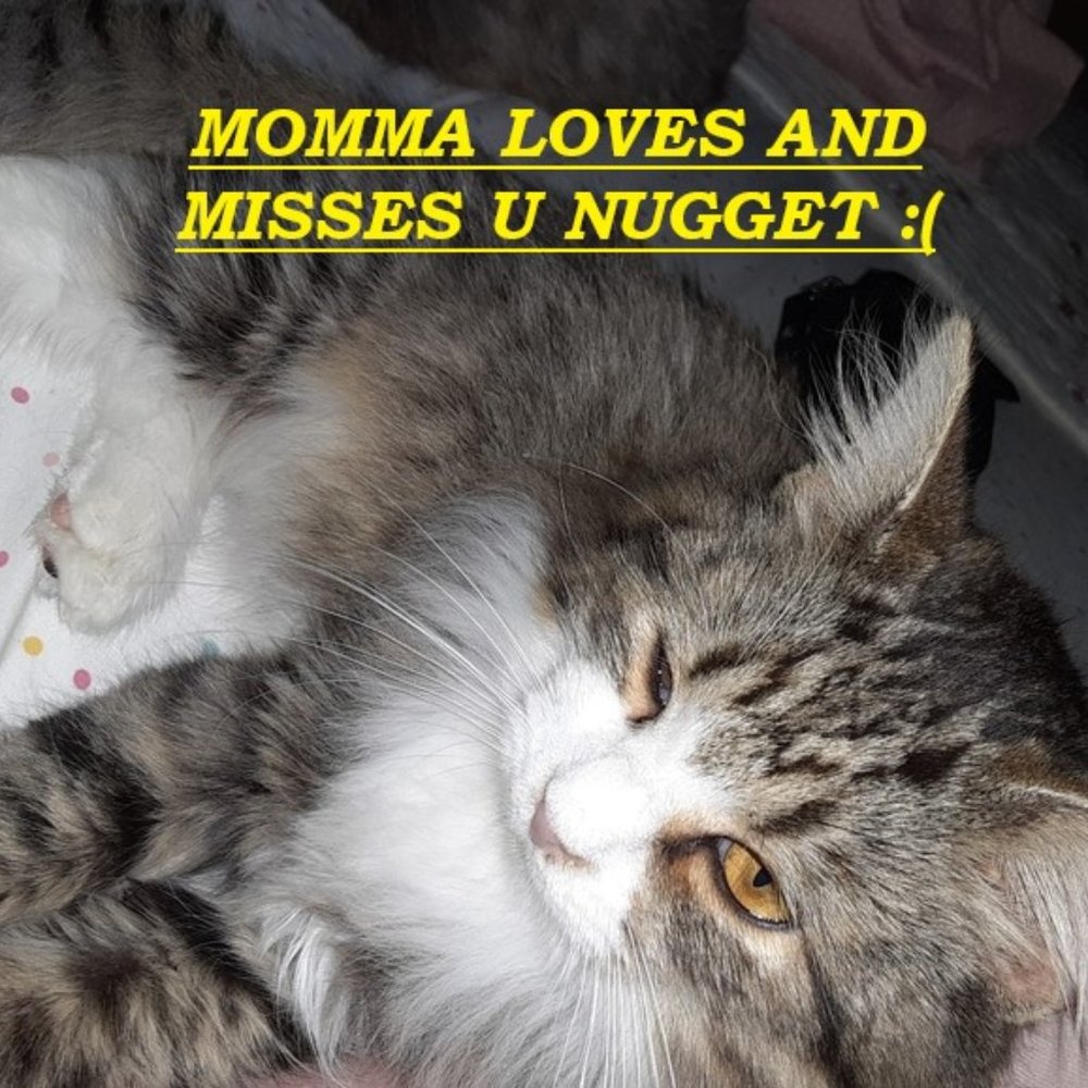 🙀CHEROKEE'S FERAL HAVEN🐕